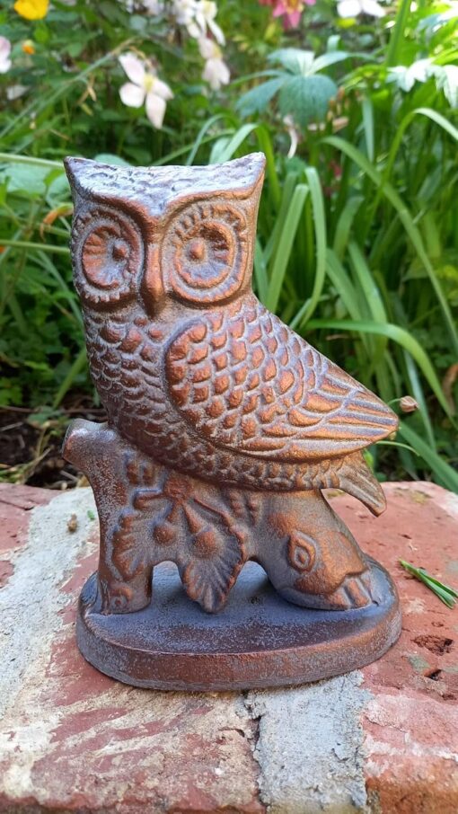 Small Owl 1